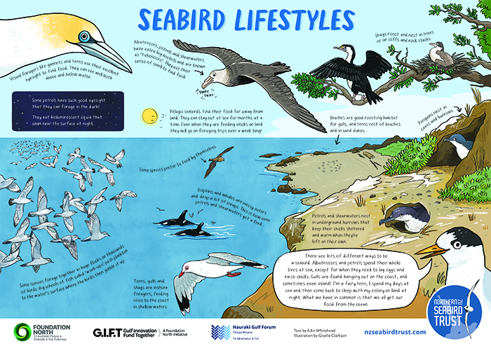 seabird2